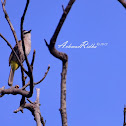 Yellow-vented Bulbul