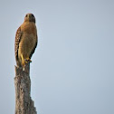 Red-Shouldered Hawk