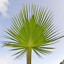 Palmtree