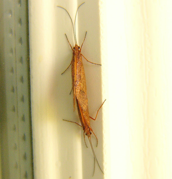 Caddisflies mating Project Noah