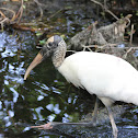 Wood Stork