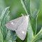 Crambid moth