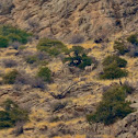 Big Horn Sheep