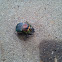 Rainbow Scarab