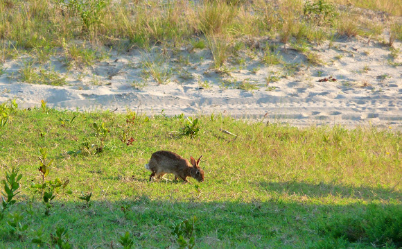 Spotting Image 1
