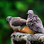 Spotted Dove