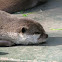 European Otter