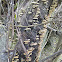 rainbow bracket fungus