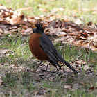 American Robin