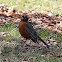 American Robin