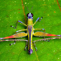 Monkey Grasshopper