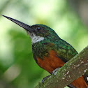 Rufous-tailed Jacamar