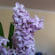Hyacinth