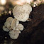 Fungus