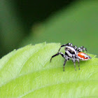 Jumping Spider