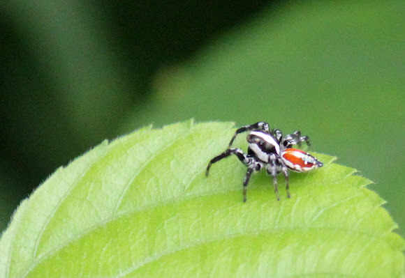 Spotting Image 1