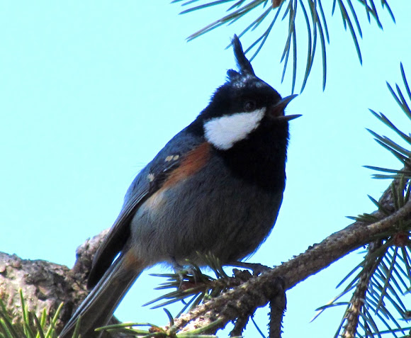 Spotting Image 1
