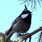 Black-crested Tit