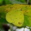Three-Spot Grass Yellow