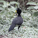 Great Curassow