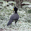 Great Curassow