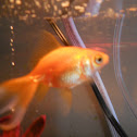 Fantail Goldfish