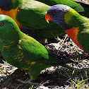 Scaly-breasted Lorikeet