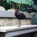 Glossy Ibis