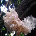 Snow fungus
