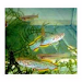 Aphyosemion Gardneri Killifish Peces Para Acuario