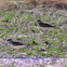 Killdeer