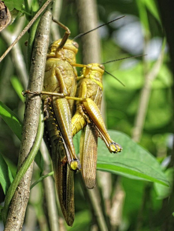 Grasshopper.