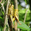 Grasshopper.