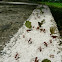 Leaf Cutter Ants