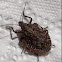 Rough Stink Bug