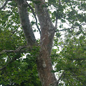 American sycamore