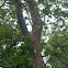 American sycamore
