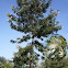 Agonis flexuosa. Árbol menta y mirto sauce (?)
