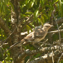 mockingbird