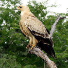 Wahlbergs Eagle (pale form)