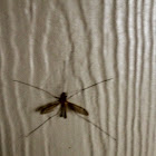 Crane fly