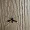 Crane fly
