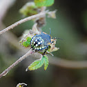 Stink Bug(larva)
