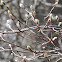 Dwarf Canada Serviceberry