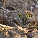 Burrowing Owl