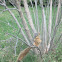 Fox Squirrel