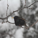 European Starling