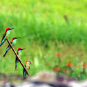 Blue-throated Bee-eater 