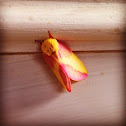Rosy Maple Moth