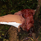 Ganoderma